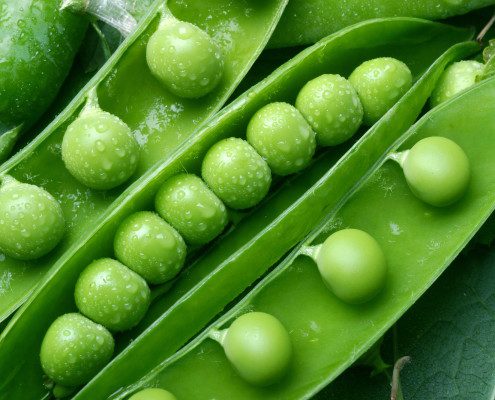 Fresh green peas in their pods