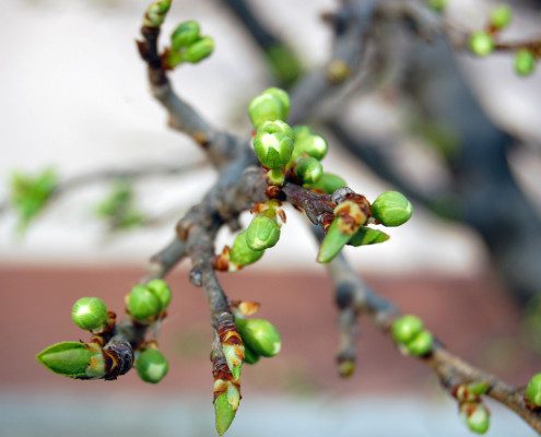 Tree branches with spring buds