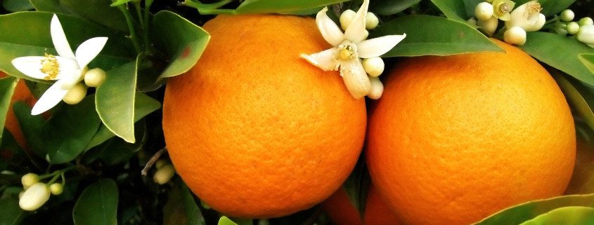 Two oranges with blossom flowers hanging on orange tree