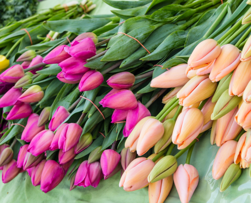 Colorful tulips on sale in the market